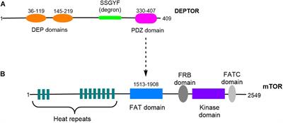 DEPTOR in Skeletal Development and Diseases